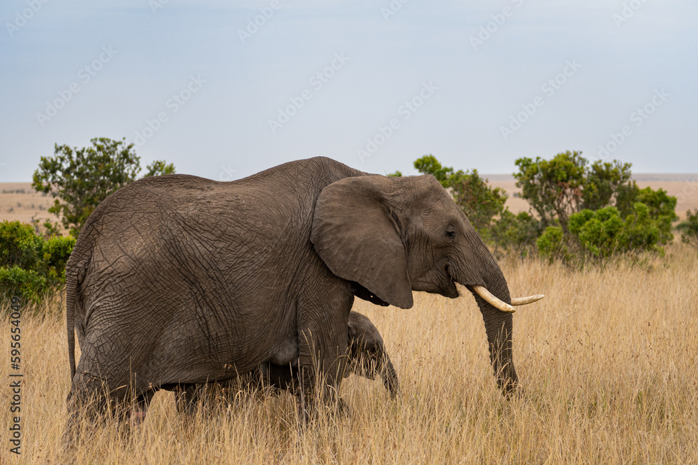 Obraz premium Elephants in the savannah, Masai Mara National Park, Kenya.