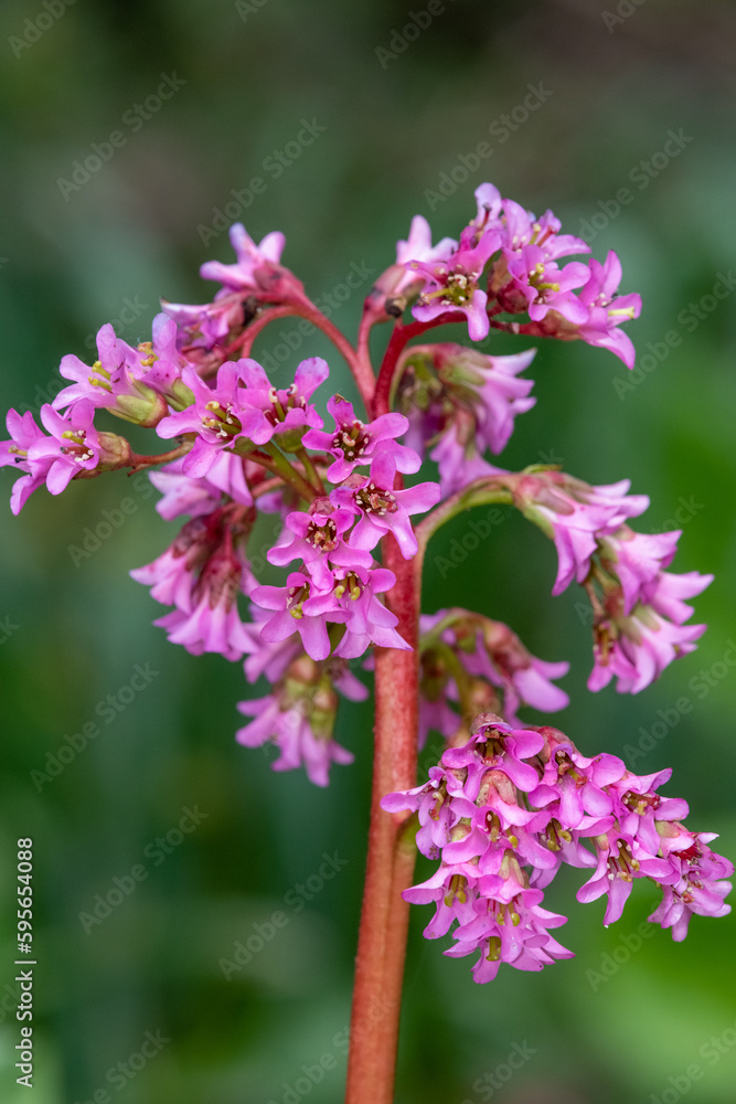 Close up of pink bergenia flowers in bloom Close up of pink bergenia flowers in bloom