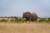 Elephants in the savannah, Masai Mara National Park, Kenya.