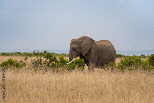 Elephants in the savannah, Masai Mara National Park, Kenya.