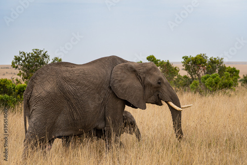 Elephants in the savannah, Masai Mara National Park, Kenya.