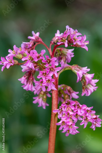 Close up of pink bergenia flowers in bloom