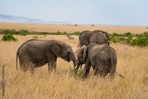 Elephants in the savannah, Masai Mara National Park, Kenya. © Lluislc