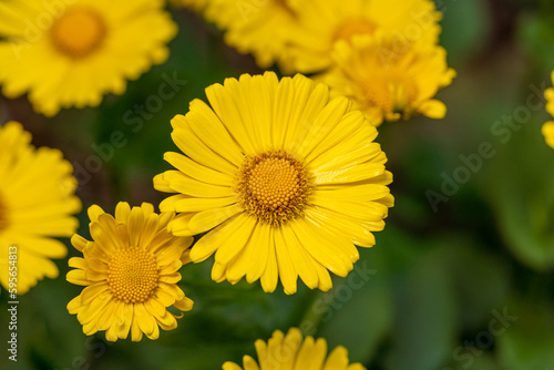 Beautiful yellow doronicum flower in full bloom, beautiful spring flower, green background, home garden concept