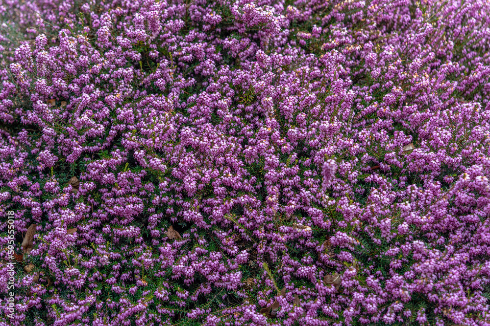 Close up flowering Calluna vulgaris (common heather, ling, or simply heather) Selective focus of the purple flowers on the field, Nature floral background. Close up flowering Calluna vulgaris (common heather, ling, or simply heather) Selective focus of the purple flowers on the field, Nature floral background.