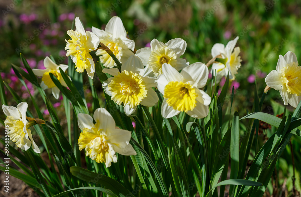  In spring, narcissus (daffodils) bloom in a flower bed