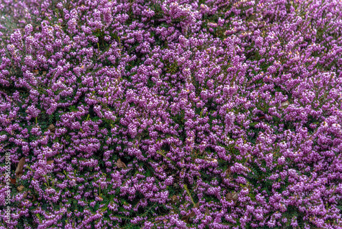 Close up flowering Calluna vulgaris (common heather, ling, or simply heather) Selective focus of the purple flowers on the field, Nature floral background.