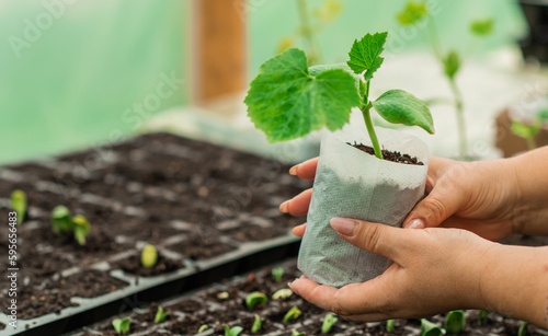 Fotografia Illustration of Seedling in homemade greenhouse, concept of organic eco plants,
