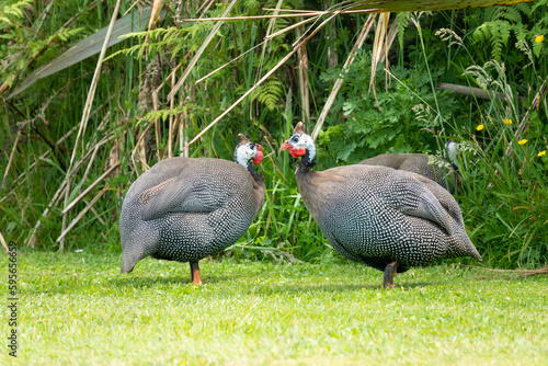 Helmeted guineafowl (Numida meleagris), introduced to and naturalized in New Zealand originally as domestic stock. Stewart Island, New Zealand