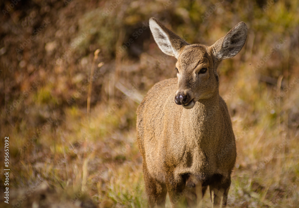 Huemul 