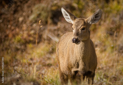 Huemul 