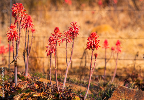 Before the wire. Spotted aloes (Aloe affinis) also known as Bontaalwyn on the roadside near Fochville, North West, South Africa. photo