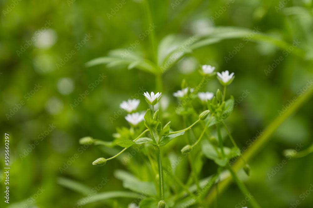 small white flowers in a meadow small white flowers in a meadow