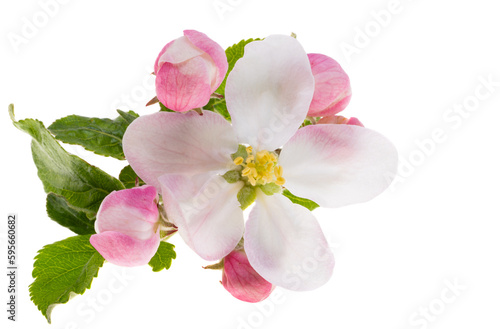Fototapeta Naklejka Na Ścianę i Meble -  apple tree flowers isolated