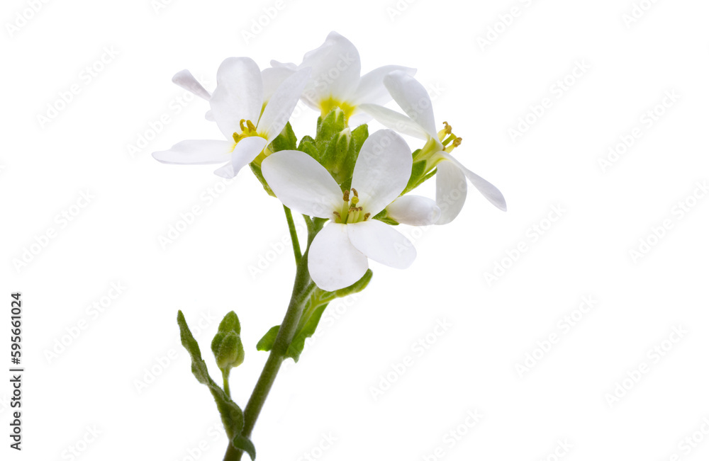 white spring flowers isolated