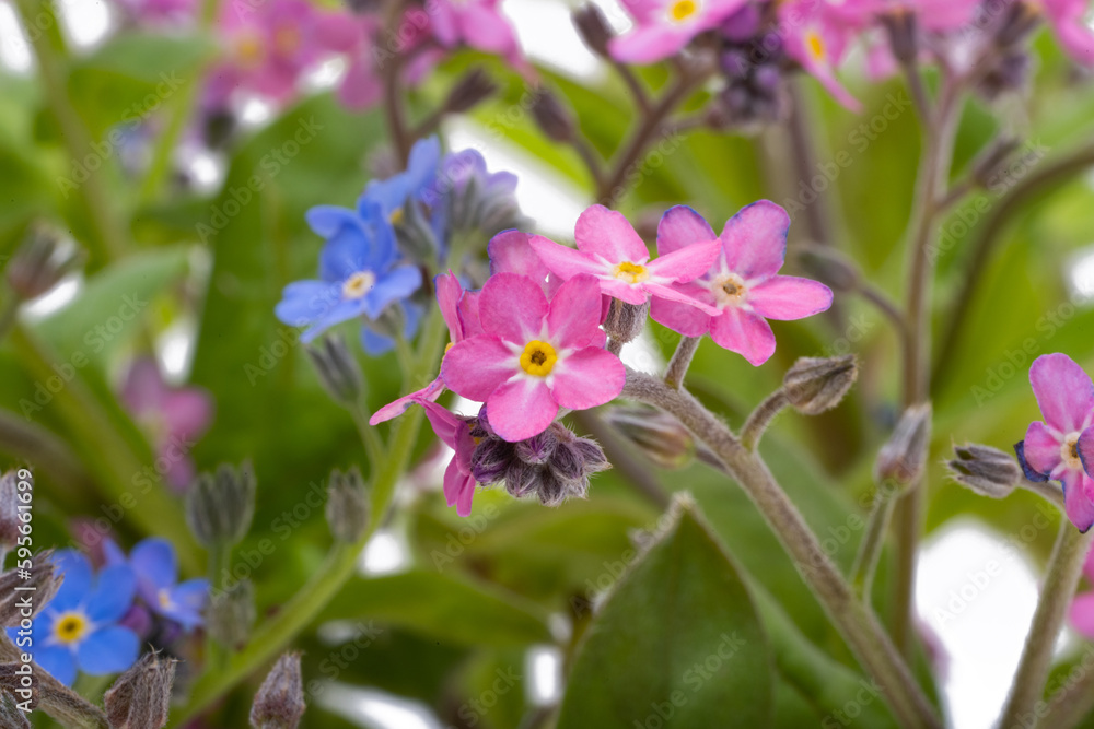 forget-me-not isolated