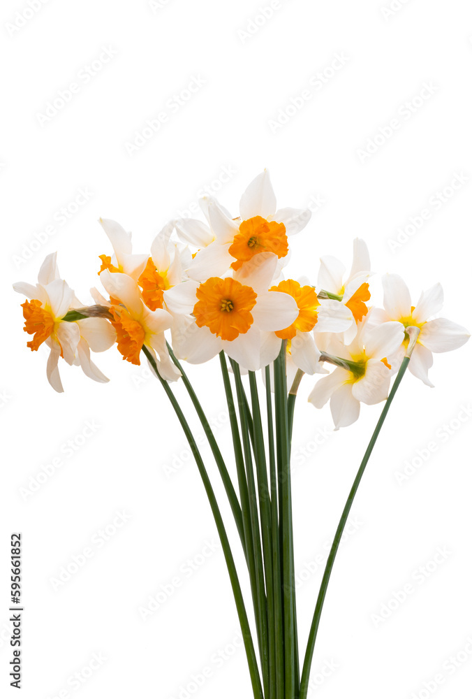 beautiful bouquet of daffodils isolated