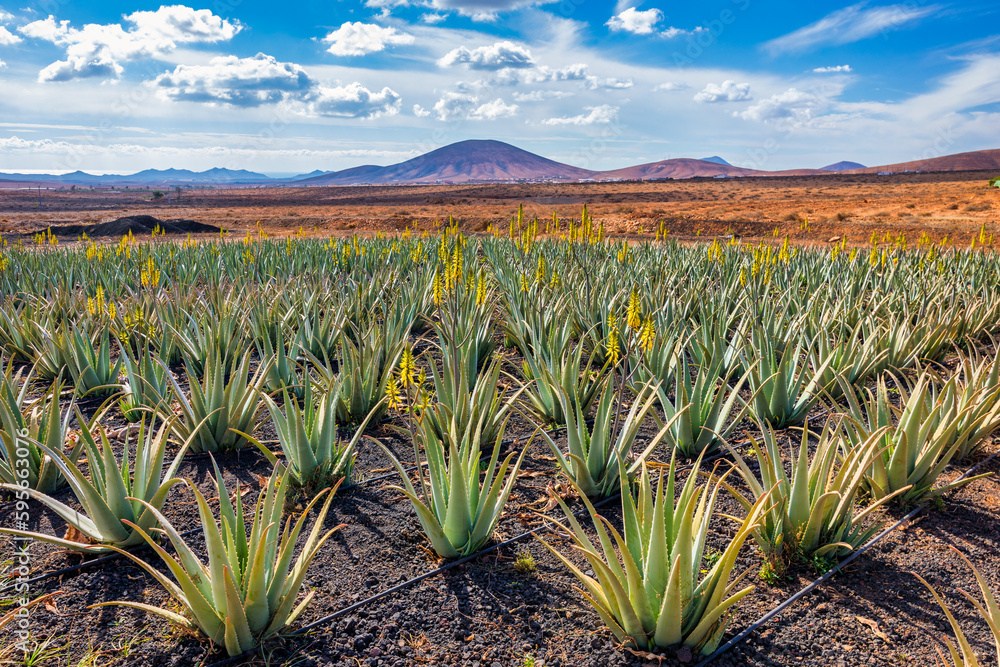 Aloe vera plant. Aloe vera plantation. Fuerteventura, Canary Islands, Spain. Aloe Vera growing on the Island of Fuerteventura in the Canary Islands, Spain. Aloe vera plantation in the Canary Islands.