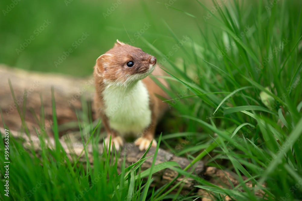 Obraz premium Stoat in Springtime, Scientific name: Mustela erminea, stood on a log and facing right in natural grassy habitat. Concept: British Wildlife. Close up. Space for copy.