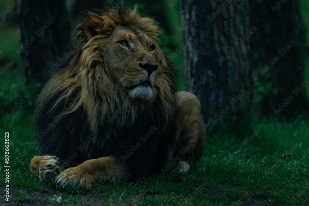 Naklejka premium Lion laying on the ground