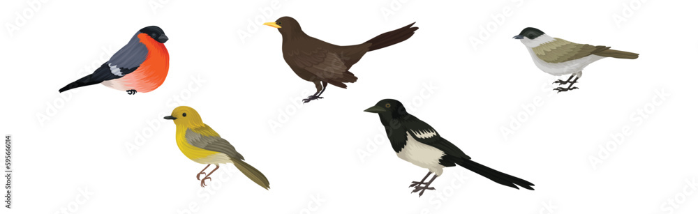 Obraz premium Feathered Birds or Avian with Wings Vector Set