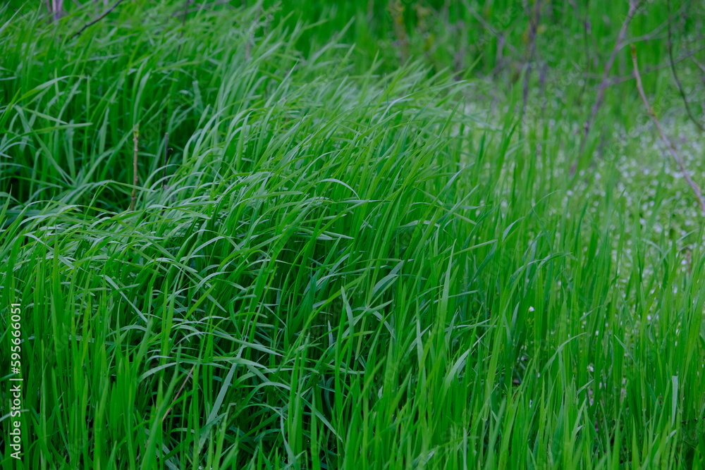 bright bright green grass in the garden. Slow camera movement, the movement of tall grass in the wind. bright bright green grass in the garden. Slow camera movement, the movement of tall grass in the wind.