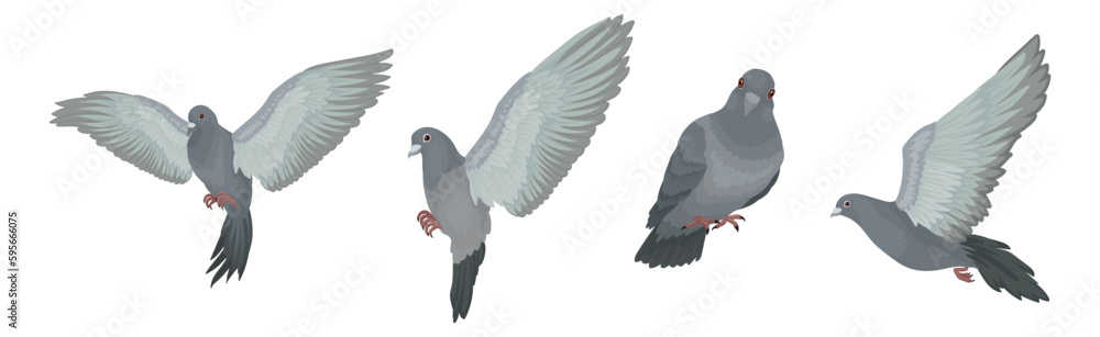 Grey Domestic Pigeon or Dove as Feathered Bird Vector Set Grey Domestic Pigeon or Dove as Feathered Bird Vector Set