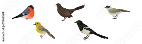 Feathered Birds or Avian with Wings Vector Set