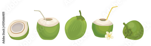 Whole and Halved Green Coconut Showing Copra Vector Set