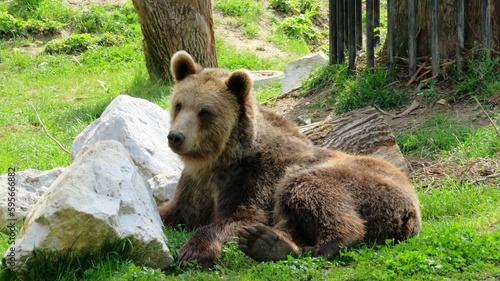 brown bear in the woods