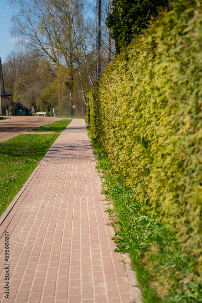 Fototapeta premium Pavement road with green hedge on side