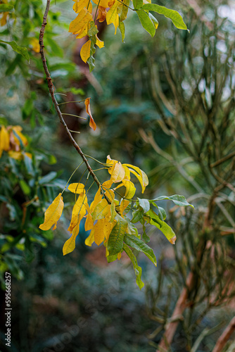 Branch of a shrub with yellow leaves in autumn and a beautiful blurred background with bokeh. Toned image.