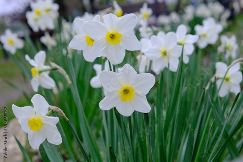 White crocus primroses. The wind sways the spring flower. Delicate plant in a flower bed. Lots of buds