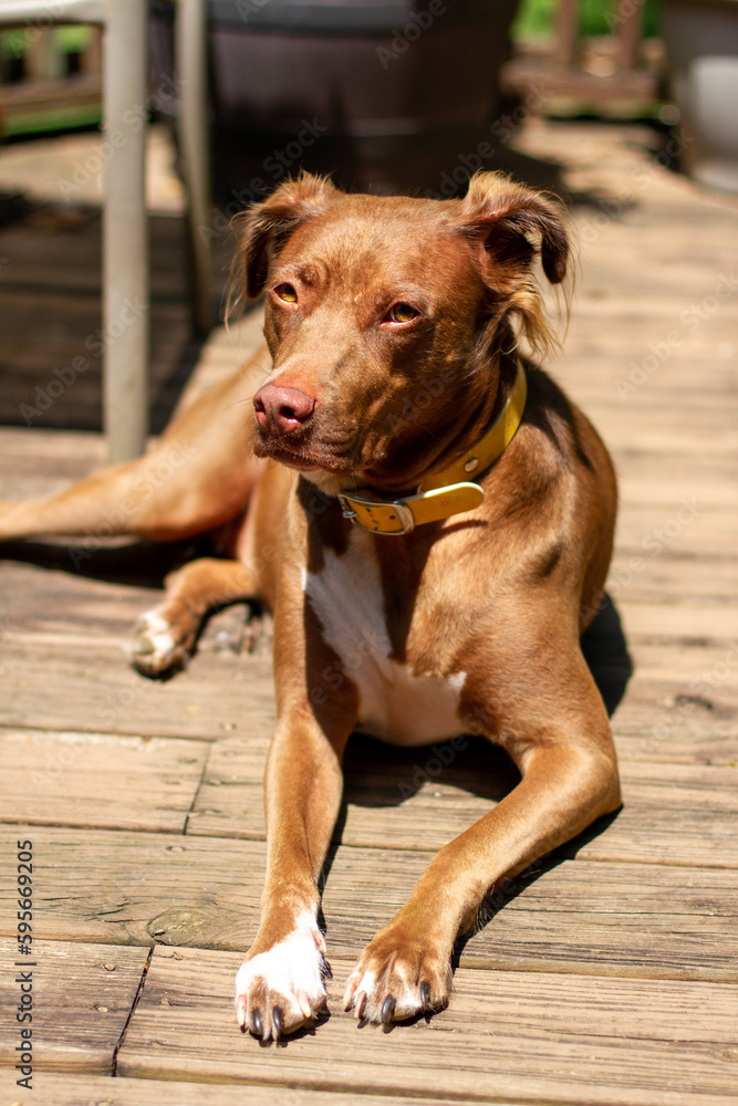 Mixed breed dog sunning on deck
