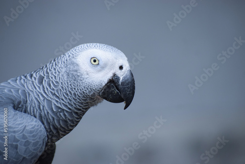 A beautiful African Grey Parrot with clean blurry Background