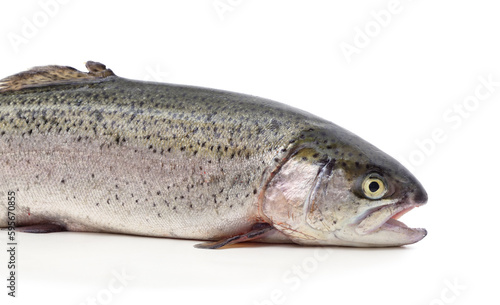 One trout with its mouth open.