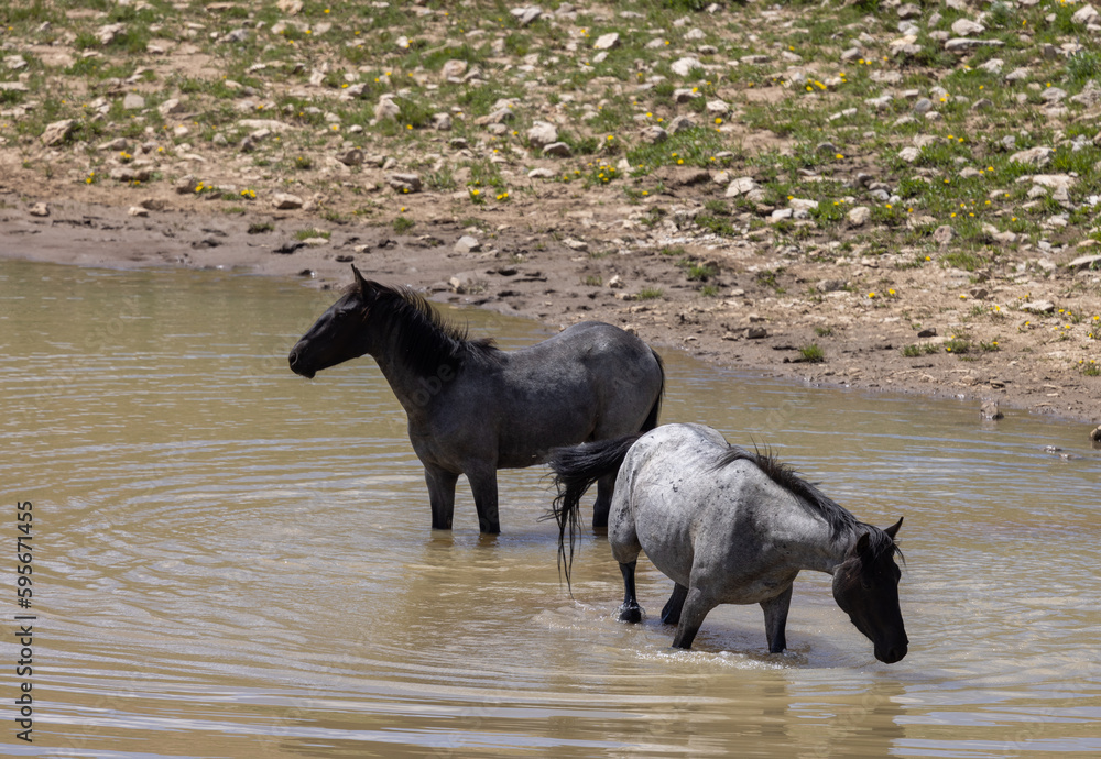 Wild Horses at a Waterhole in the Pryor Mountains Montana in Summer Wild Horses at a Waterhole in the Pryor Mountains Montana in Summer