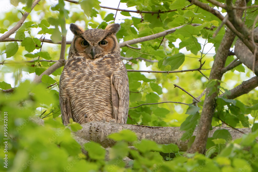 Adult Great Horned Owl perched in a tree Adult Great Horned Owl perched in a tree