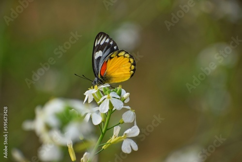 butterfly in search of nectar