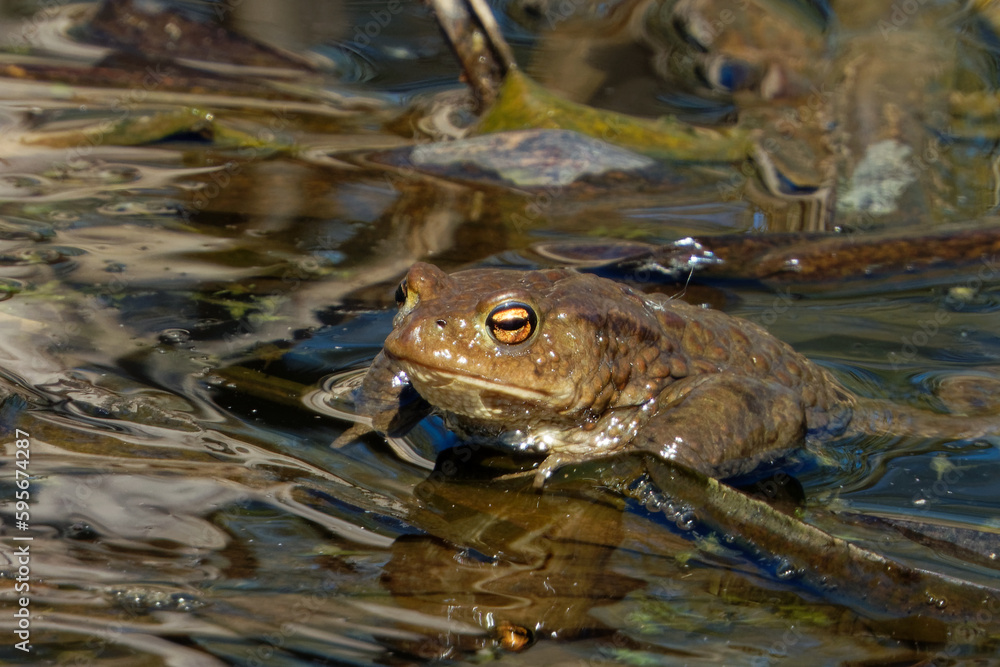 Common toad (Bufo bufo, from Latin bufo Common toad (Bufo bufo, from Latin bufo