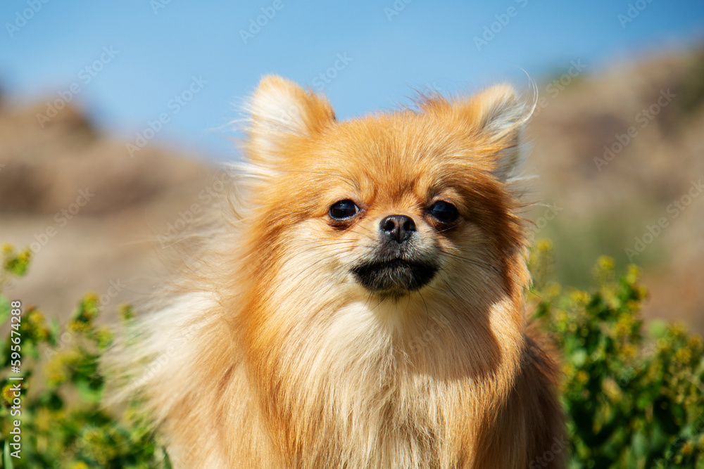 red fluffy chihuahua dog in the grass in the park red fluffy chihuahua dog in the grass in the park