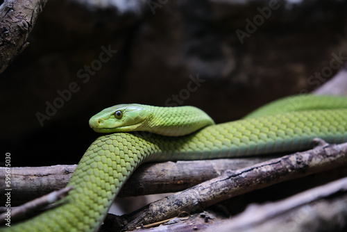 A Eastern Green mamba, Dendroaspis angusticeps, lying on branch photo