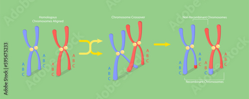 3D Isometric Flat Vector Conceptual Illustration of Crossing Over Chromosomes, Genetic Recombination