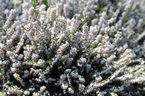 Canvas Print Bunch of Erica carnea, flowering subshrub known as Springwood White, Winter Heath, Snow Heath