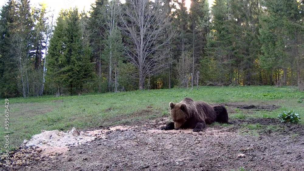 The big brown bear going around the ground then lying on the surface on a hot sunny day trail camera in Estonia The big brown bear going around the ground then lying on the surface on a hot sunny day trail camera in Estonia