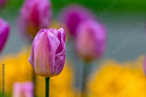 Selective focus on single pink tulip flower 