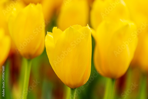 Yellow tulips  Tulipa La Courtine   single late group. Vibrant flowers blooming in Spring with selective focus on front bloom. Dublin  Ireland