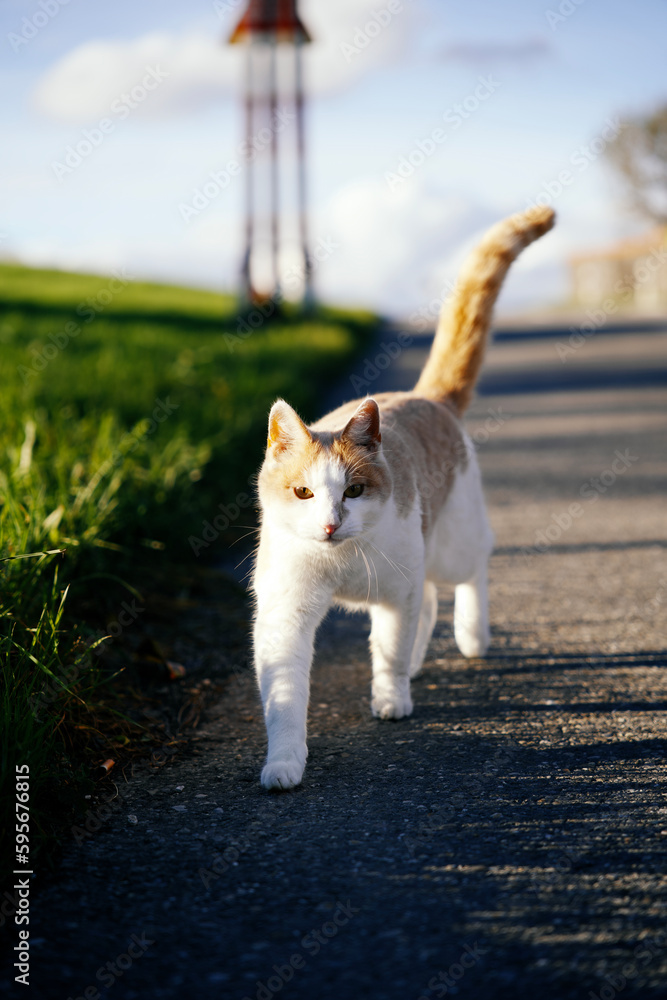 cute cat walking in sunny light