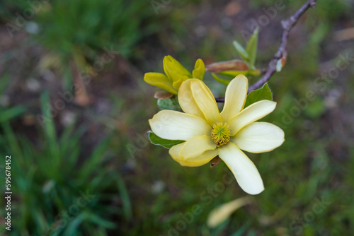 Yellow magnolia flower © Tasha