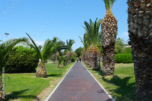 Walking path through palm trees photo